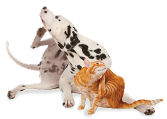 内側と外側からトータルスキンケア！