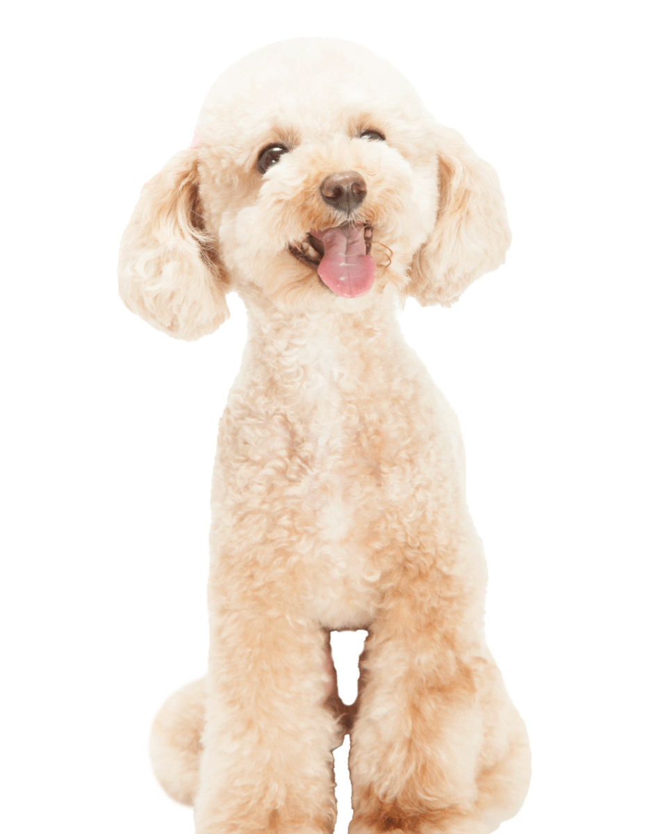 初回購入特典】60日スターターキット（犬用サプリメント