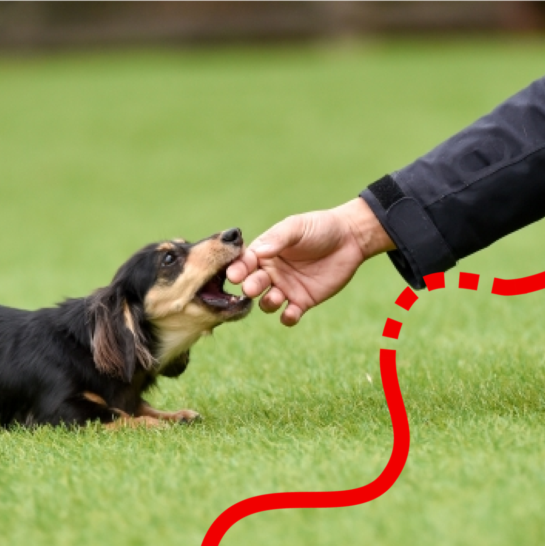 アンチノールスキン | 犬・猫の皮膚健康ケアに最適なナチュラルスキン アンチノールスキン | 犬・猫の皮膚健康ケアに最適なナチュラルスキン