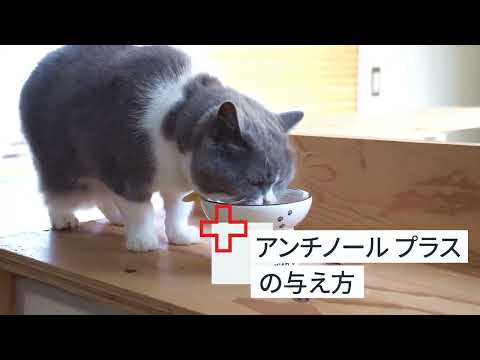 アンチノール プラス(猫用 サプリメント)