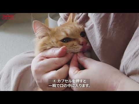 アンチノール プラス(簡単カプセル 猫用サプリメント) – ベッツペッツ 