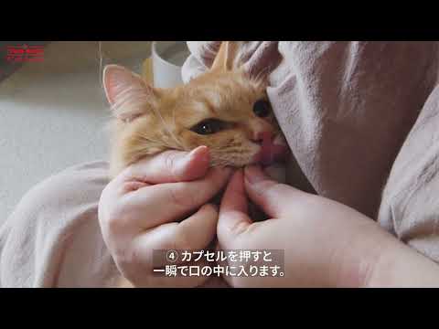 アンチノール　猫用　60粒　1箱