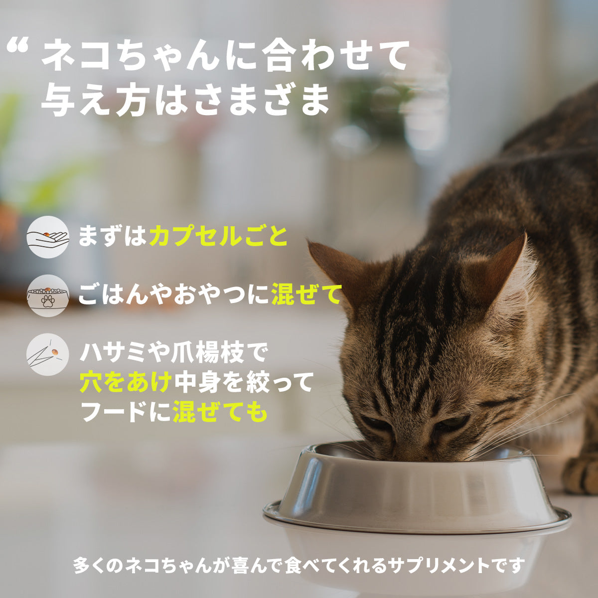 アンチノール プラス(猫用 サプリメント)