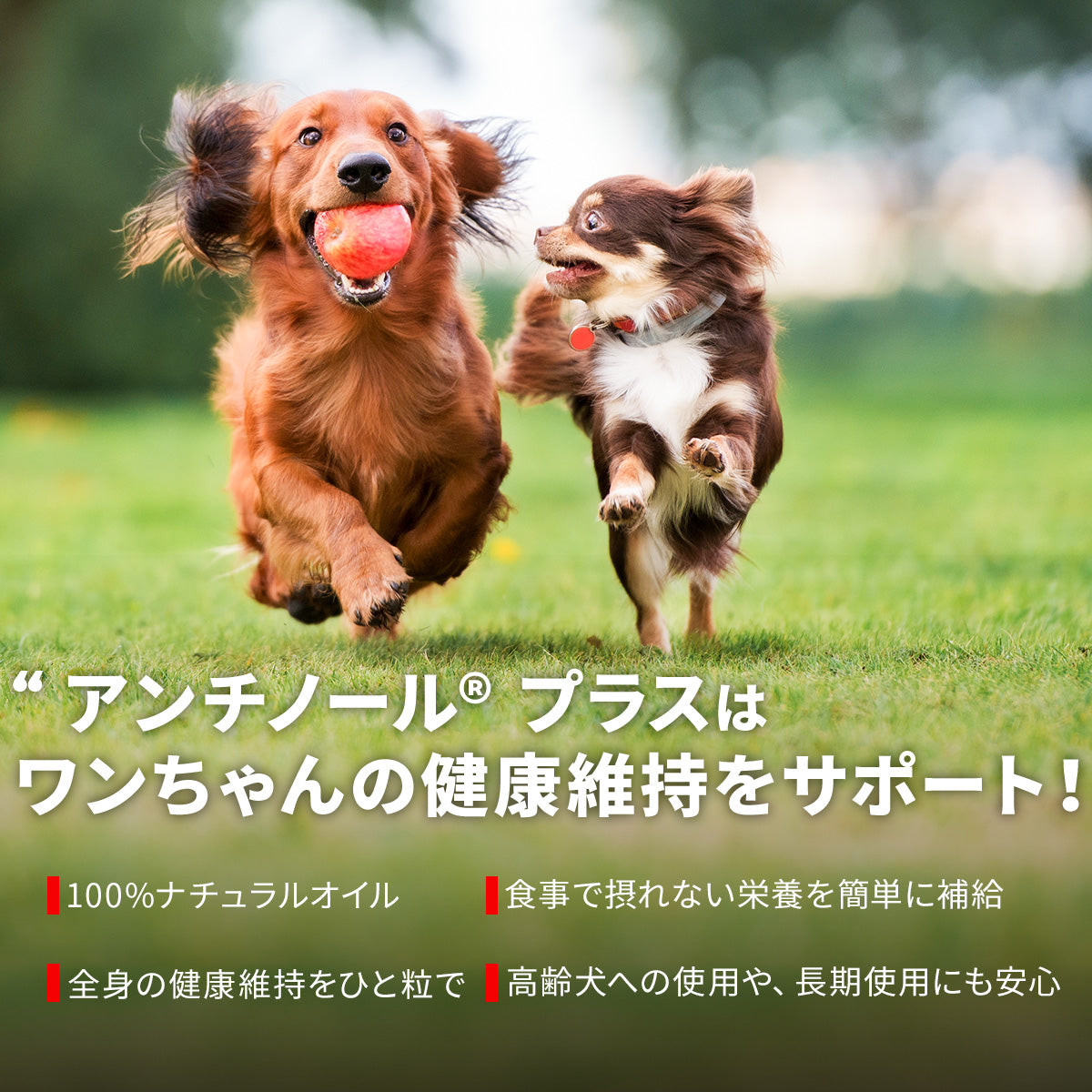 アンチノール プラス(犬用 サプリメント)