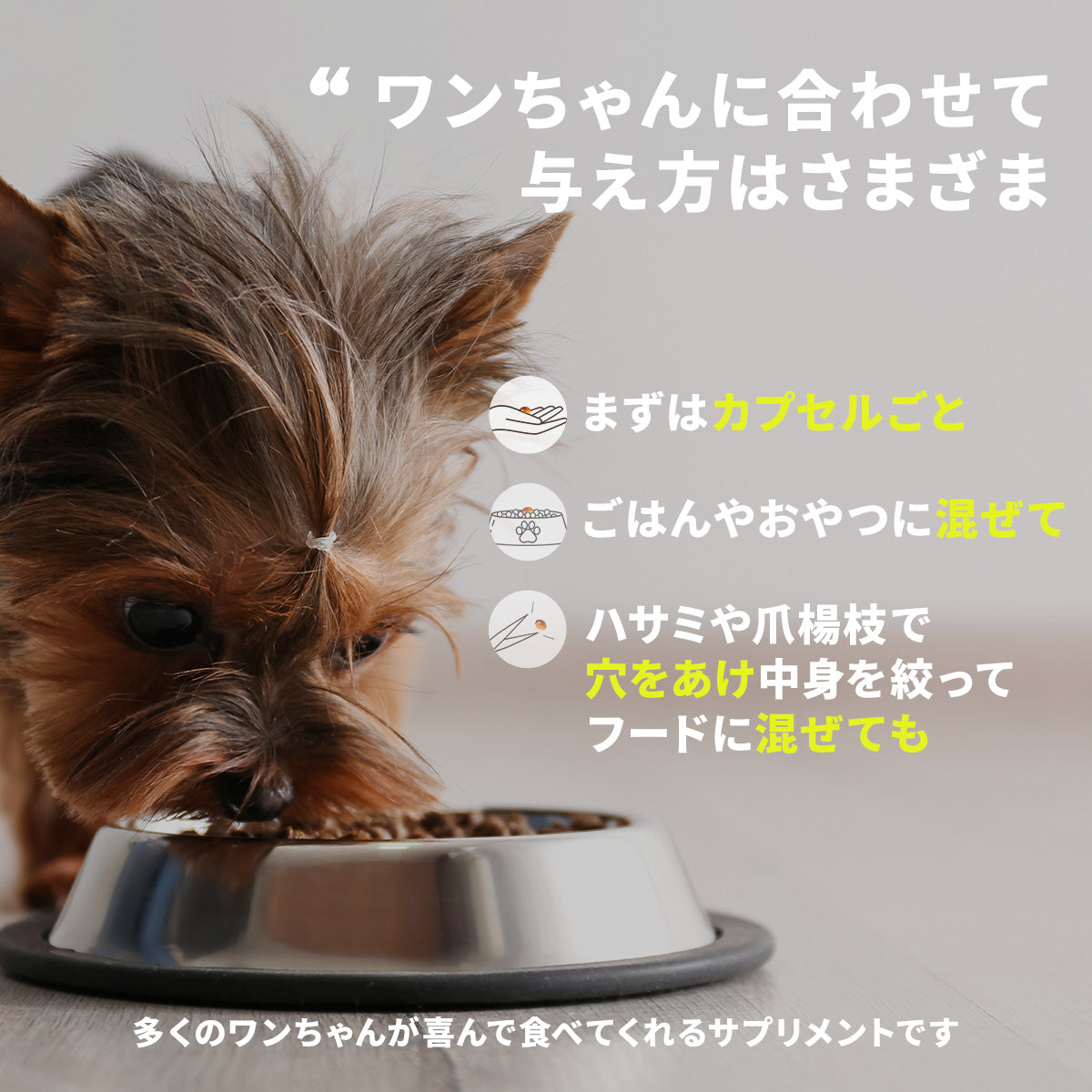 アンチノール プラス(犬用 サプリメント)