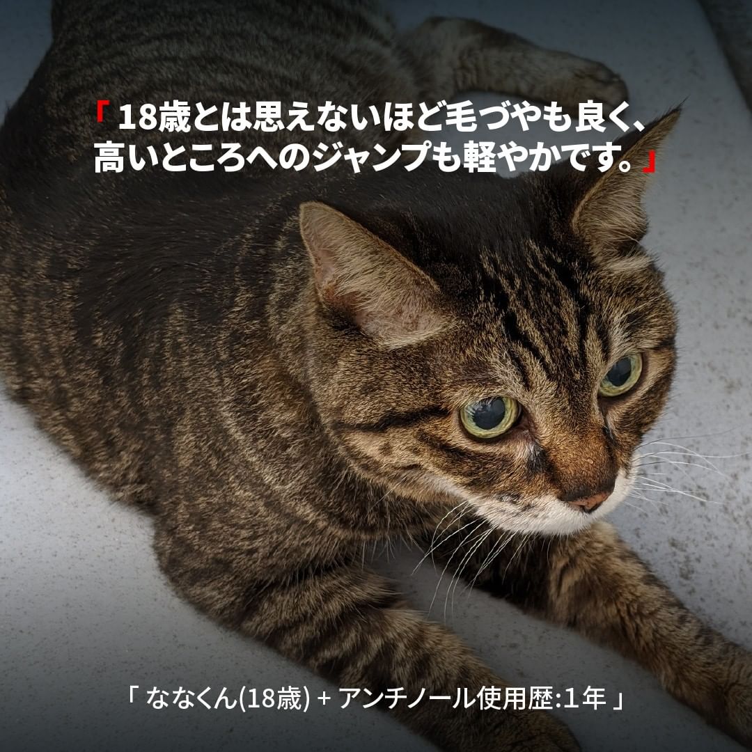 アンチノール (猫用)┃動物病院取扱いNo.1サプリメント – ベッツペッツ